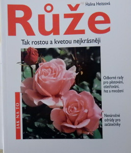 Růže