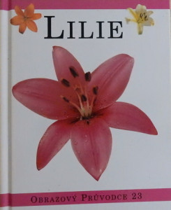 Lilie 